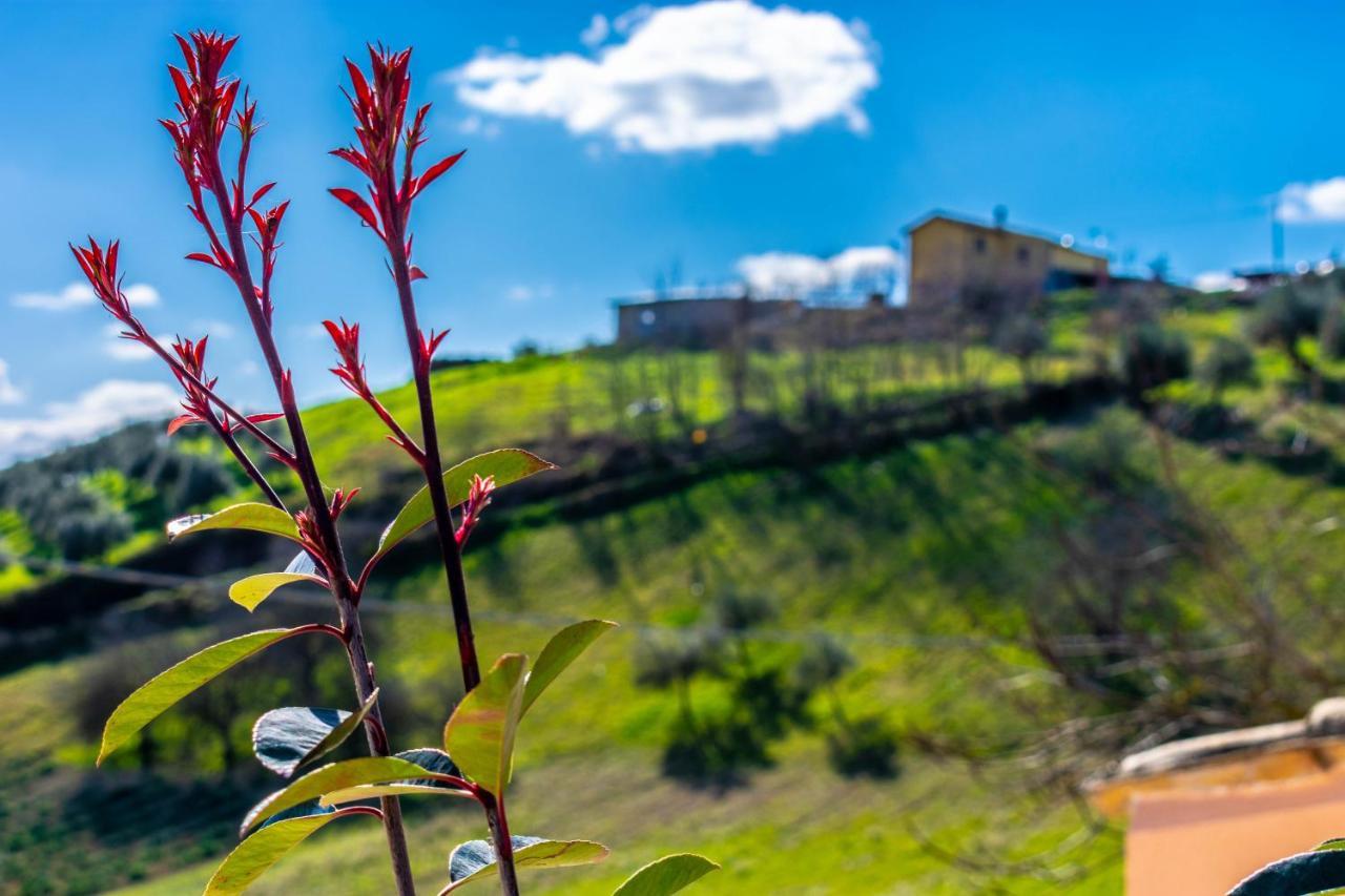 La Casa Del Nonno Bed & Breakfast Spoltore Dış mekan fotoğraf
