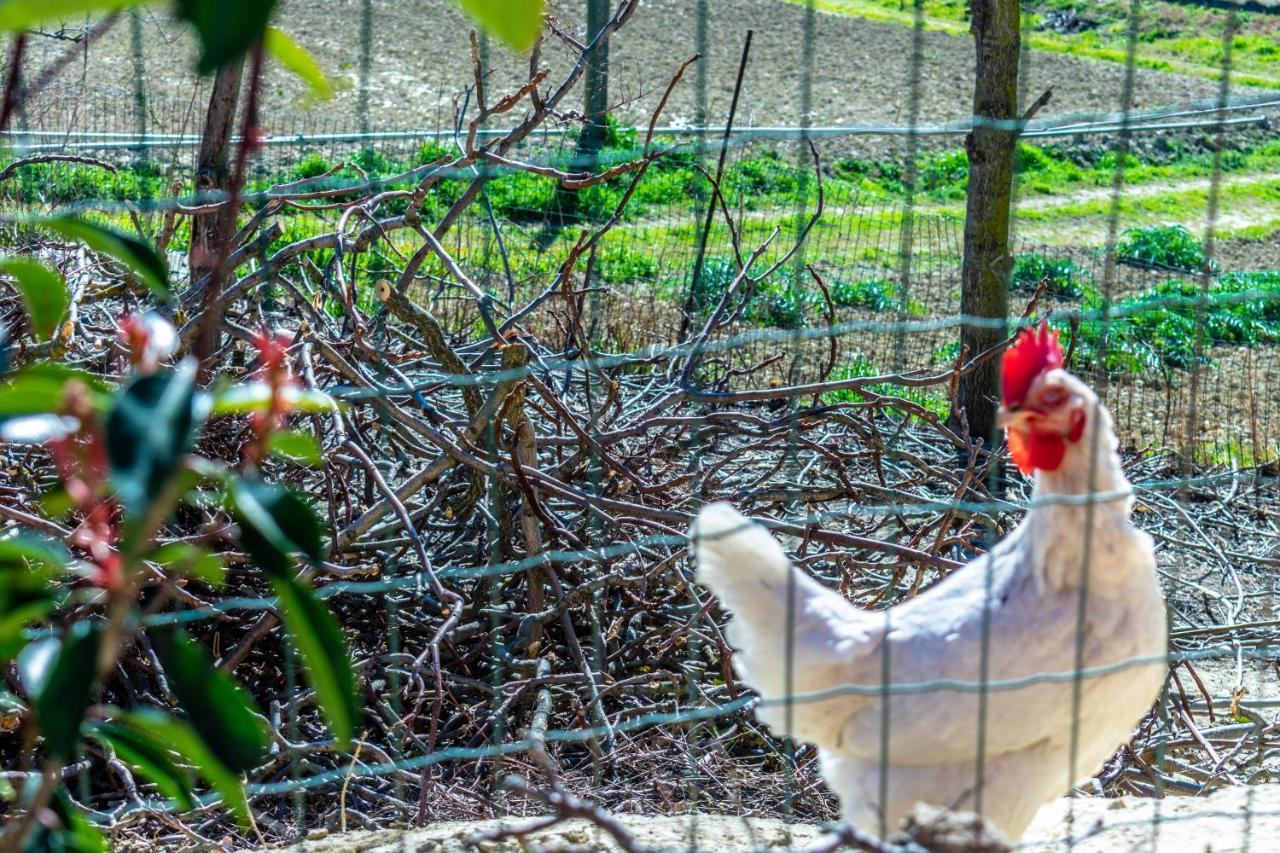 La Casa Del Nonno Bed & Breakfast Spoltore Dış mekan fotoğraf